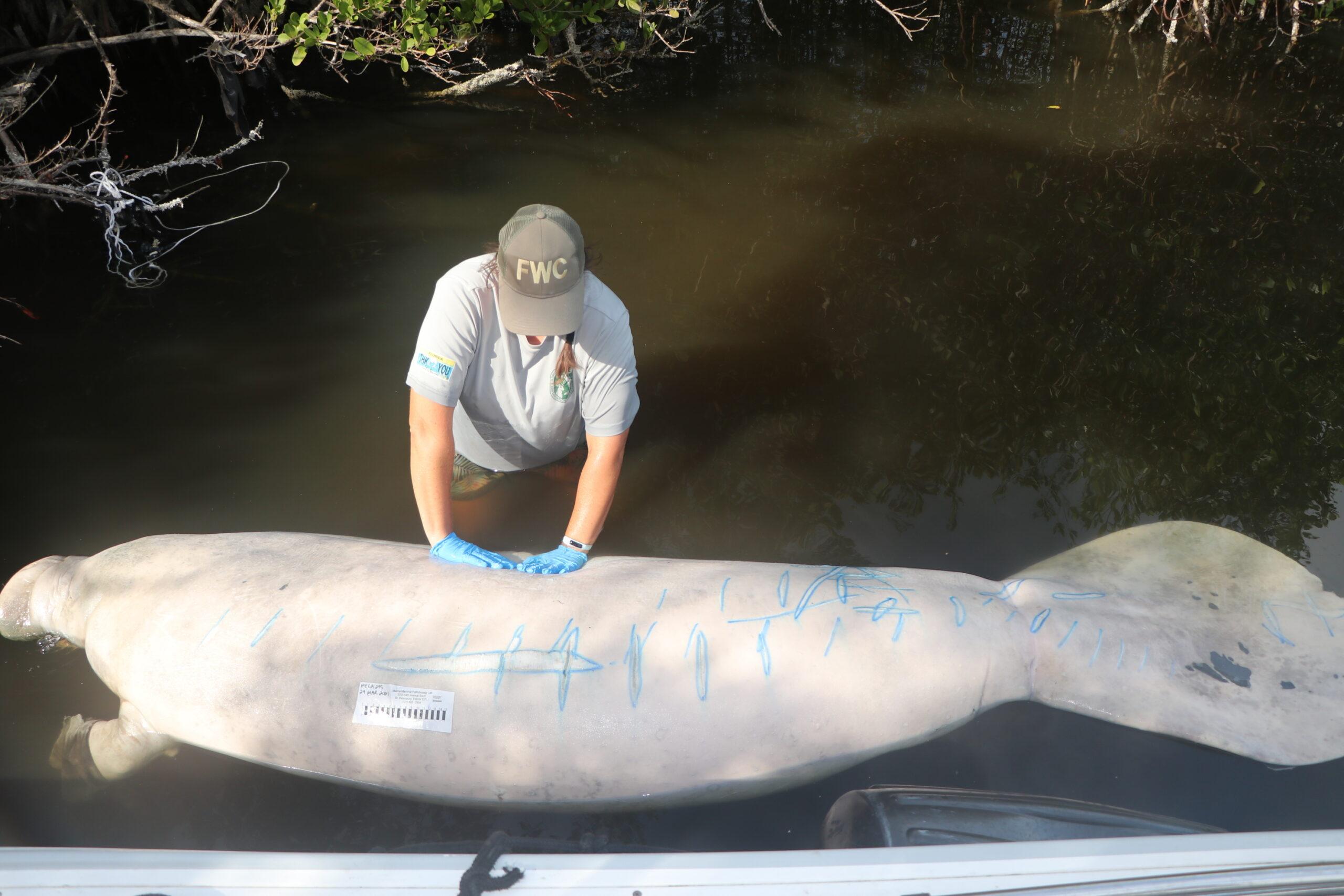 Florida's Majestic Manatees Are Starving to Death - Inside Climate ...