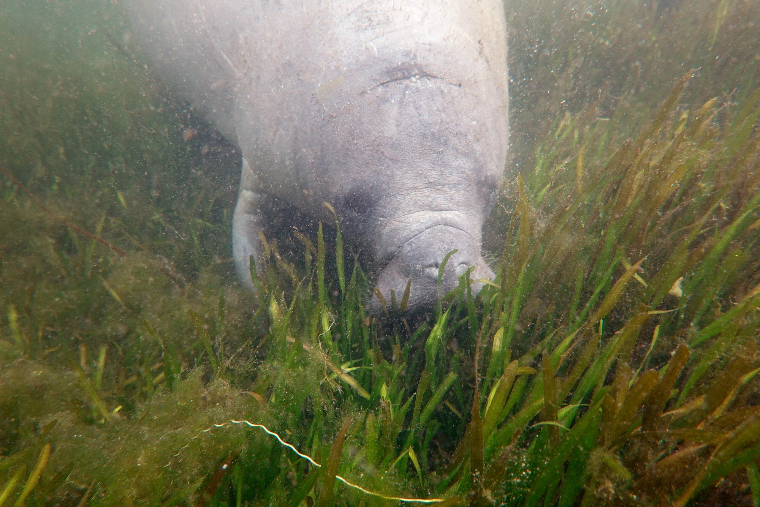 Saving Starving Manatees Will Mean Saving This Crucial Lagoon ...