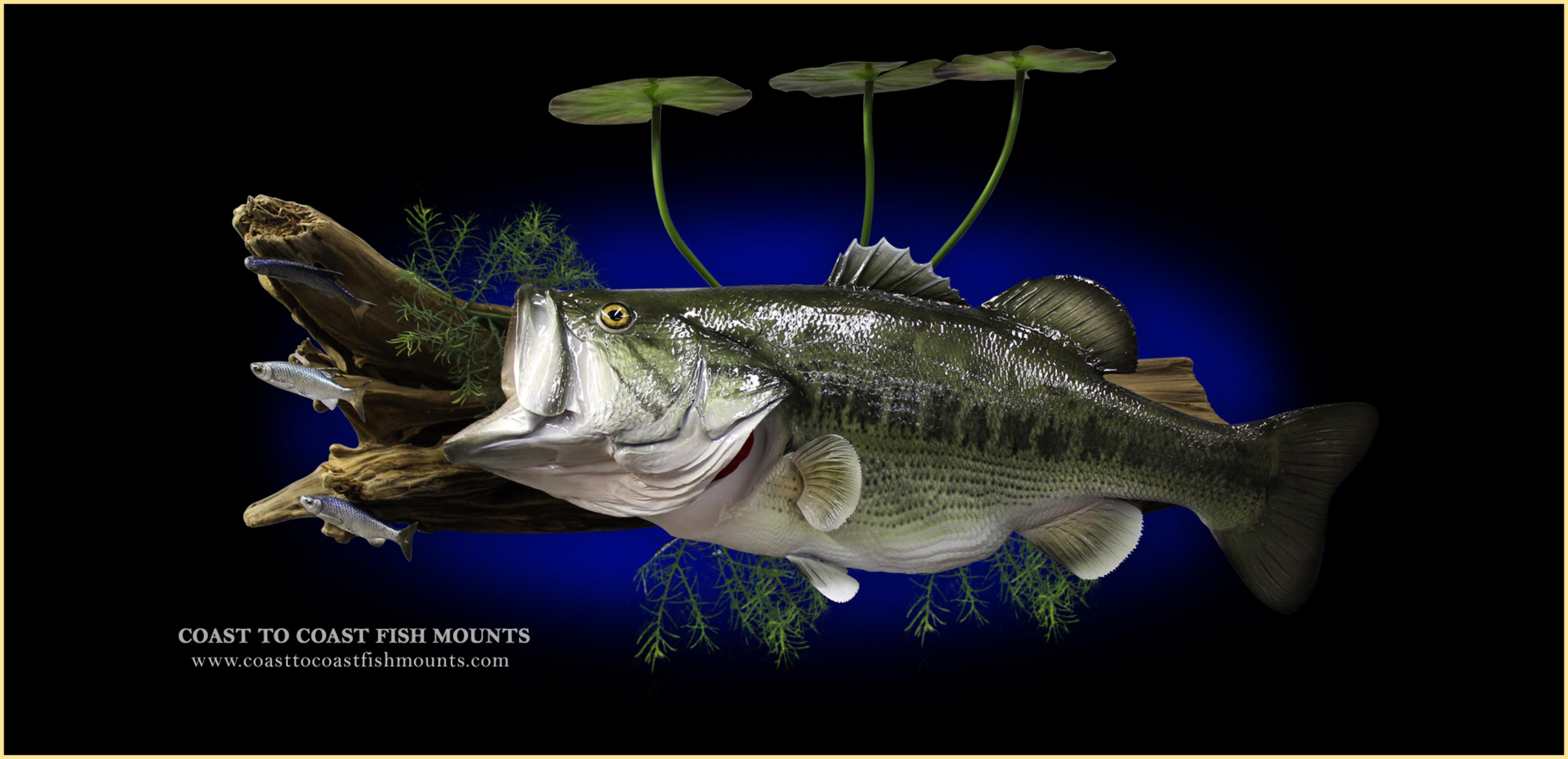 Largemouth Bass Fish Mounts & Replicas by Coast-to-Coast Fish Mounts