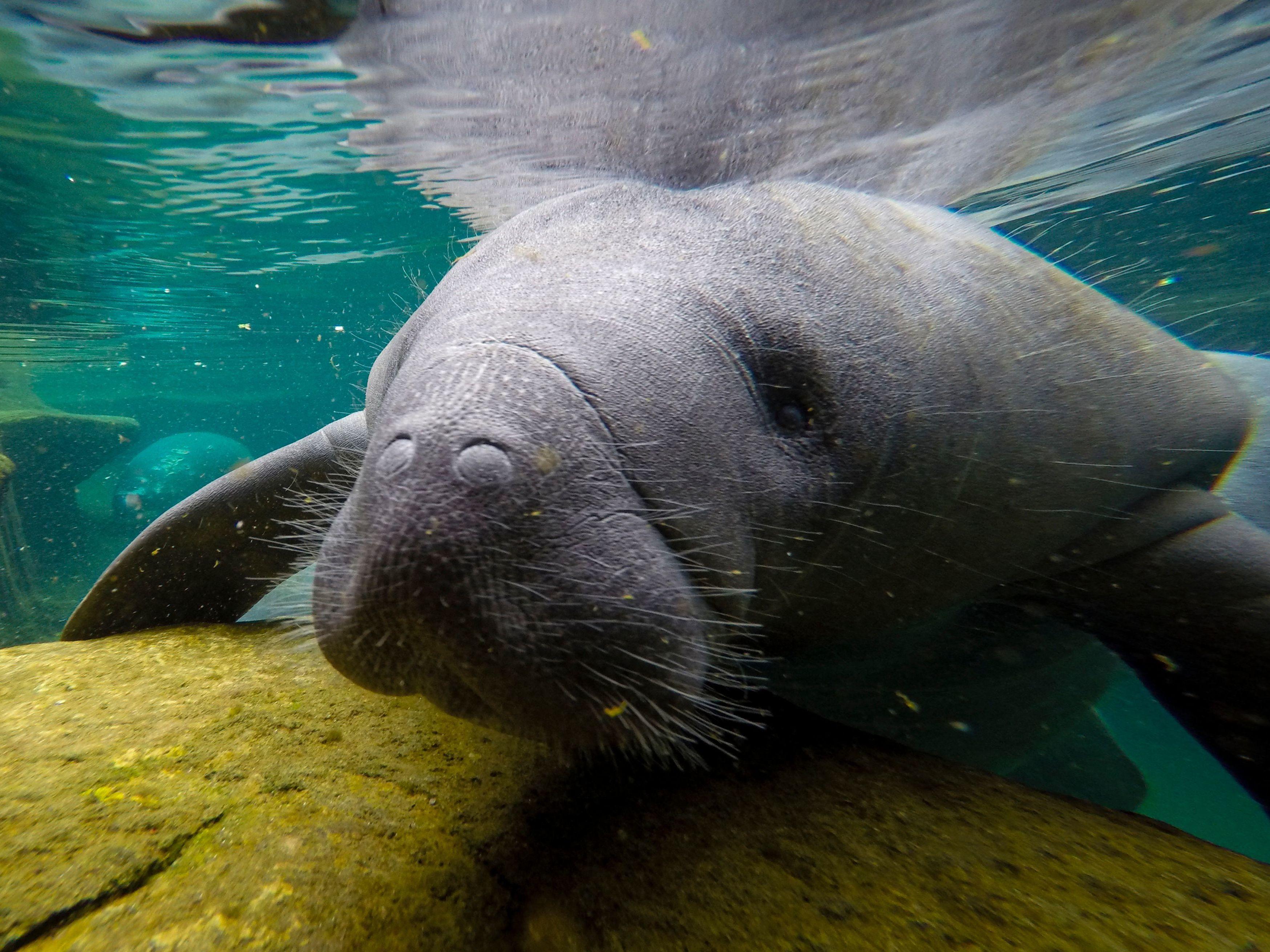 Florida Manatees Are Dying Of Starvation At An Alarmingly High ...