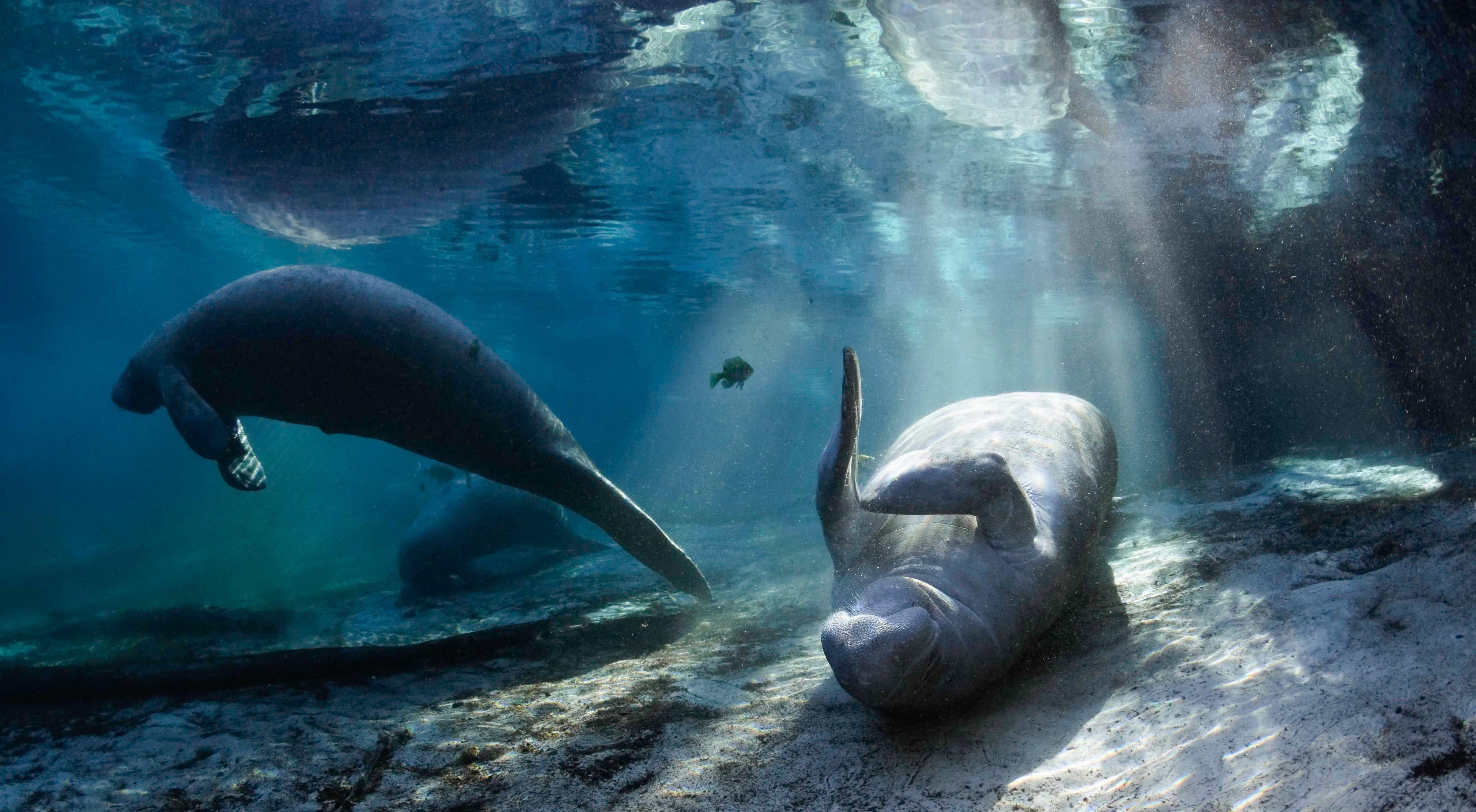 Restoring Florida Springs to Save Manatees | TNC