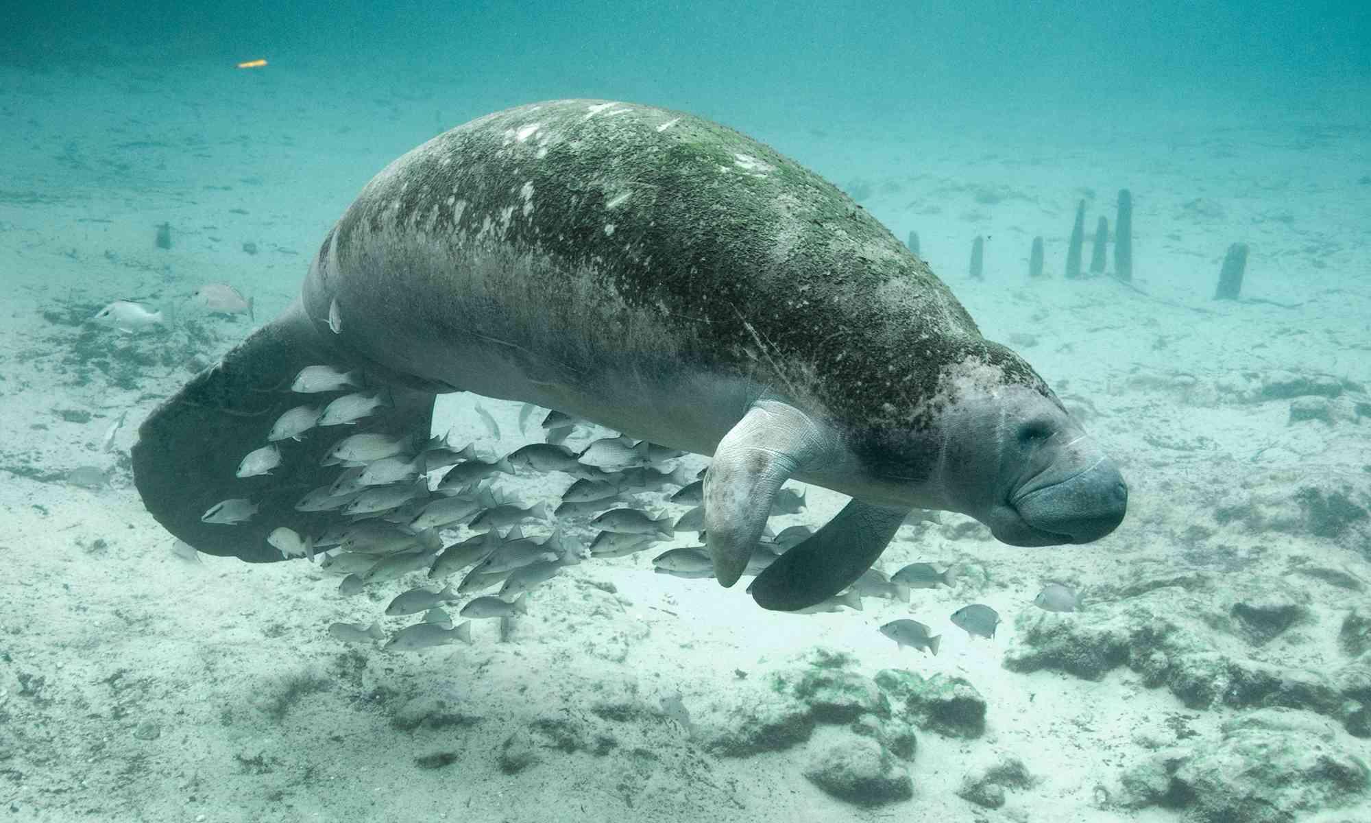 Florida Manatee | Defenders of Wildlife
