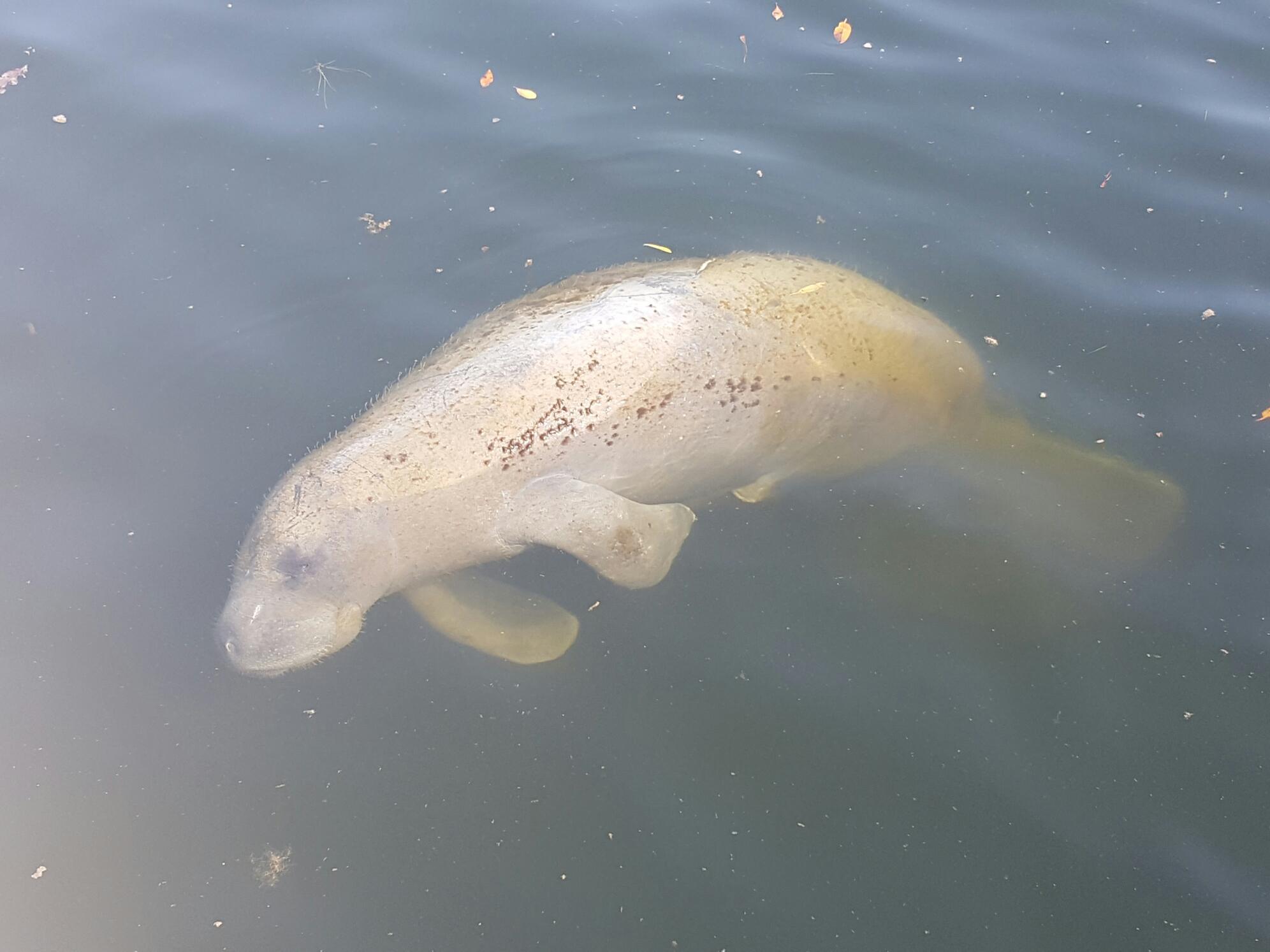 800 Manatees Die With Degrading Water Quality in Florida | Outdoor ...