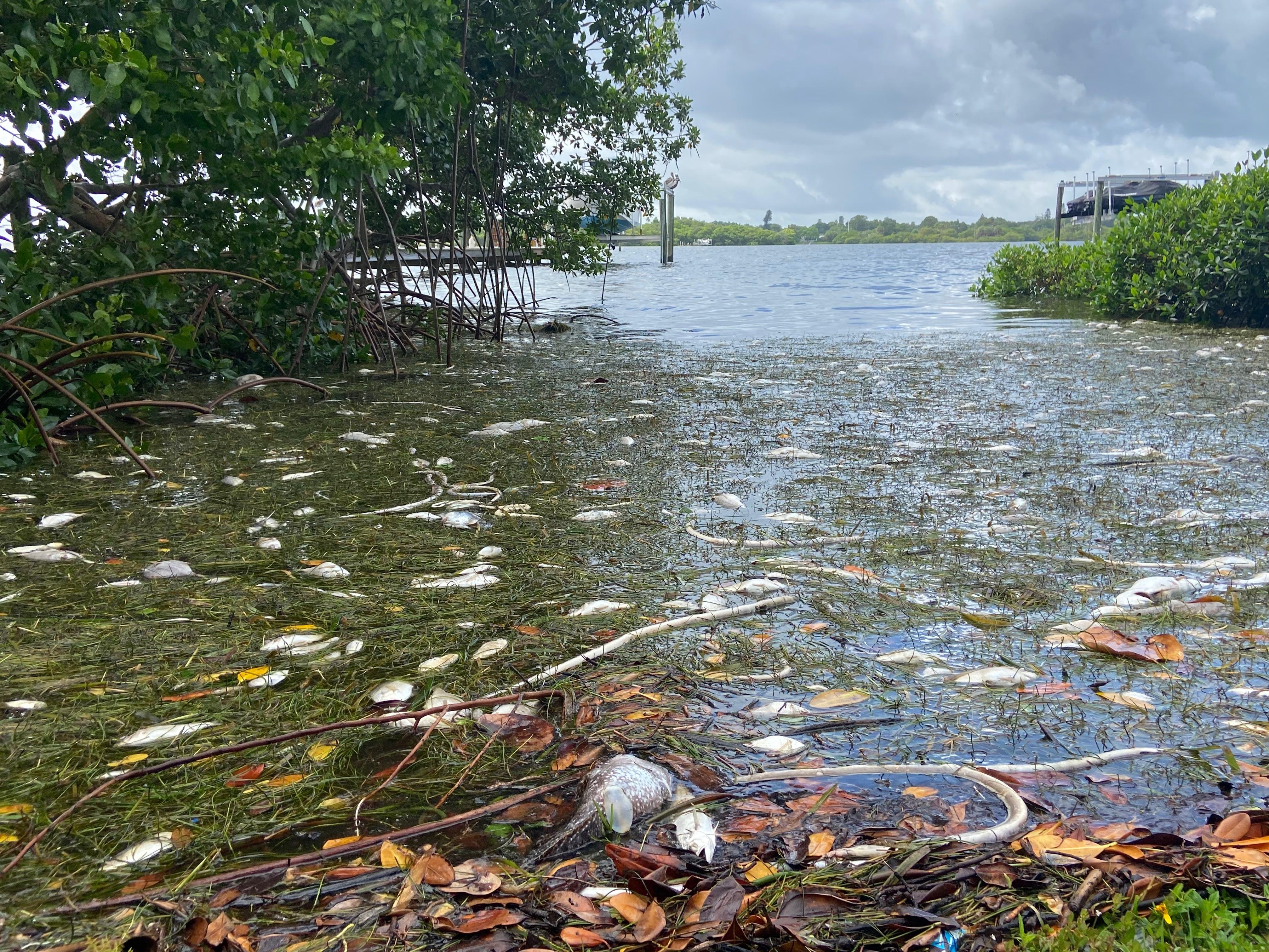 In Tampa, 600 Tons of Dead Fish Washed Onto Beaches : NPR