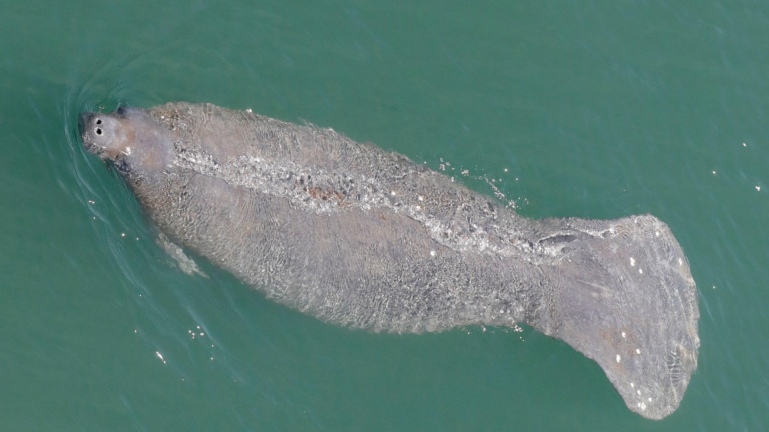 Florida manatee deaths rise as pollutants kill seagrass