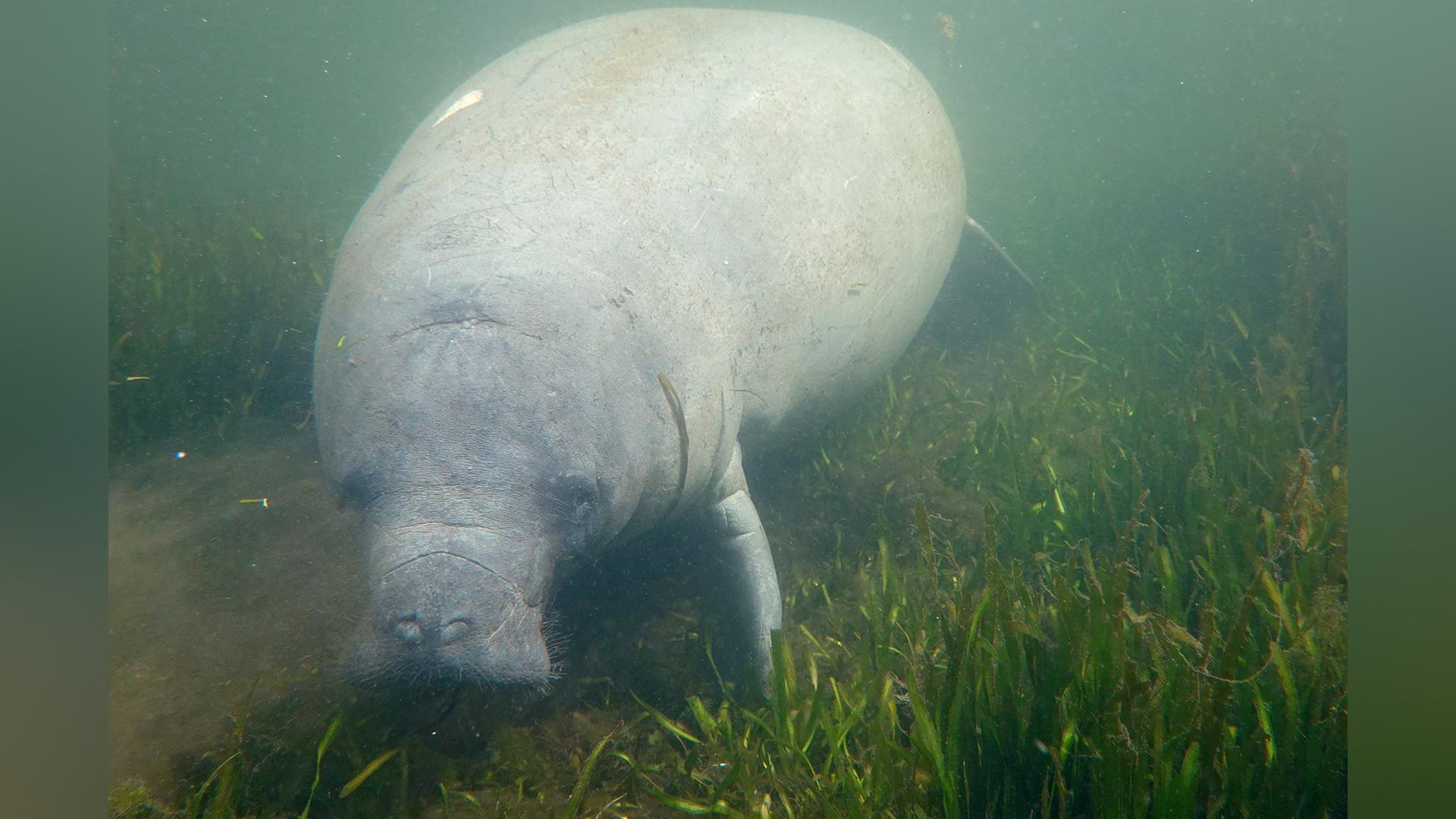 261 manatees dead in Florida in 2022, Clearwater Marine Aquarium ...